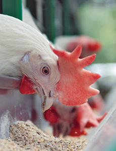 Close-up of chicken eating grain from feeder