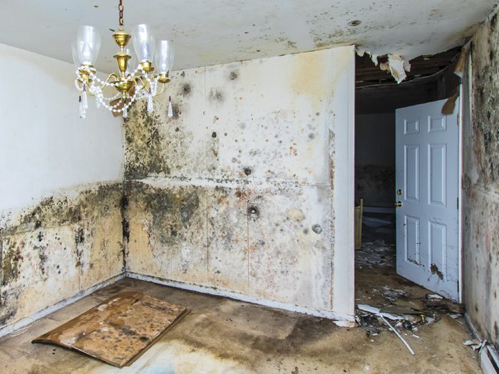 https://riskandinsurance.com/wp-content/uploads/2017/12/12012017_5_Mold-700x525.jpg?utm_source=chatgpt.com