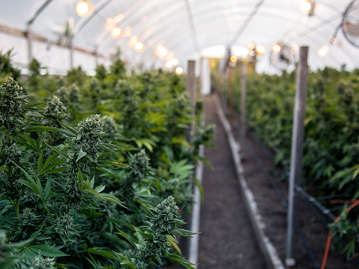 Growing Pains: Cannabis Businesses Are Thriving, but These Workers' Comp Hurdles Remain