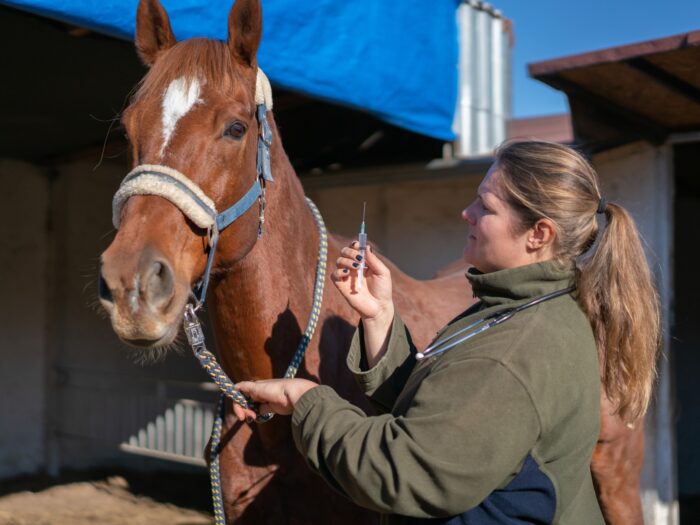 Woman veterinarian gives an injection to horse in stable